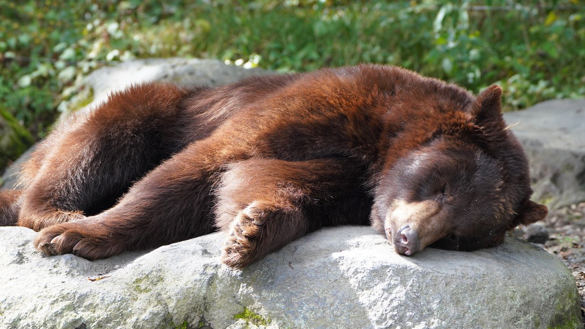 今日は #テディベアズ・デー ということで、モデルになった動物