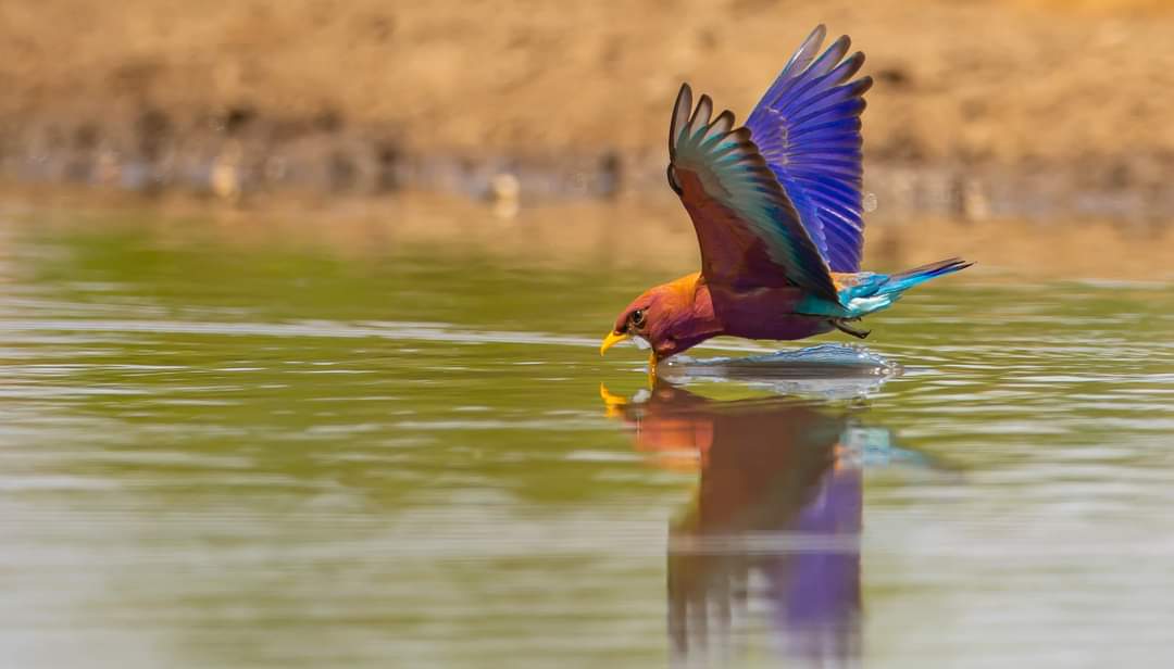 KavingaCamp's tweet photo. Our photographic hide is very popular indeed, as it's great for those close up photos without the subject being bothered or startled.  Bird photography is really taking off (excuse the pun) - here's a fantastic pic of a Broad-Billed Roller at the pan.
📸: Clyde Elgar https://t.co/qpUXVIosjq