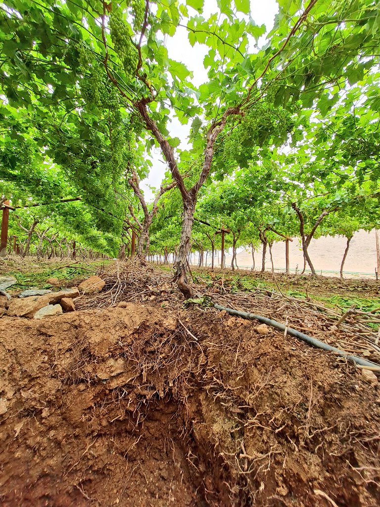 Visiting table grape growers in Kakamas. <a href="/landbou/">landbou.com</a> <a href="/FarmersWeeklySA/">Farmer's Weekly</a> <a href="/Agrimotion/">Agrimotion</a>