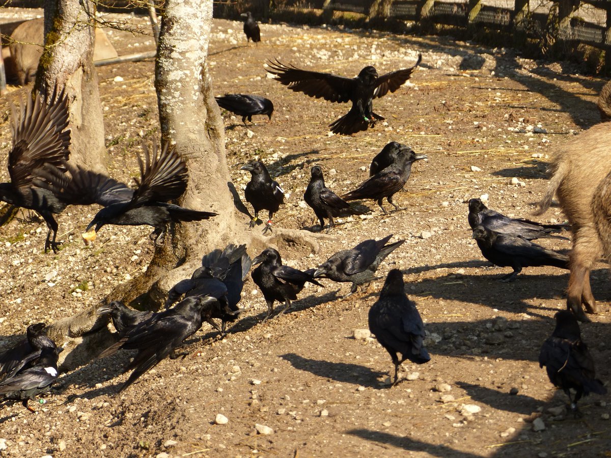 JainVaralika's tweet image. Another season trying to trap wild #ravens at the @KLF_UniVienna for #biologging research and our team is looking for a replacement #netlauncher / #cannonnet (not handheld) - any recommendations? Please dm me or @PeSumas :)