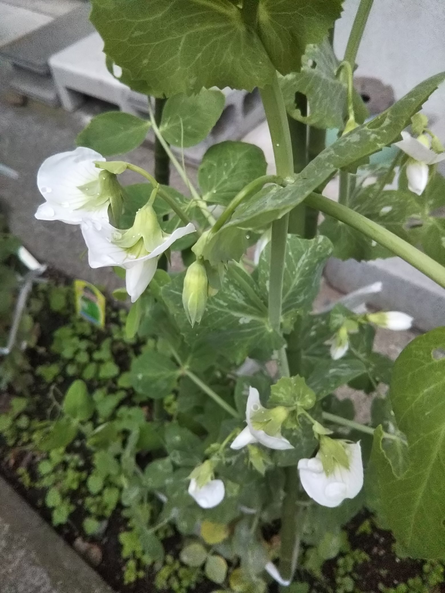 野菜づくり宮丸菜園 スナップエンドウ 花が咲いているのでそろそろ実ができそうです T Co Lyemi148eu Twitter