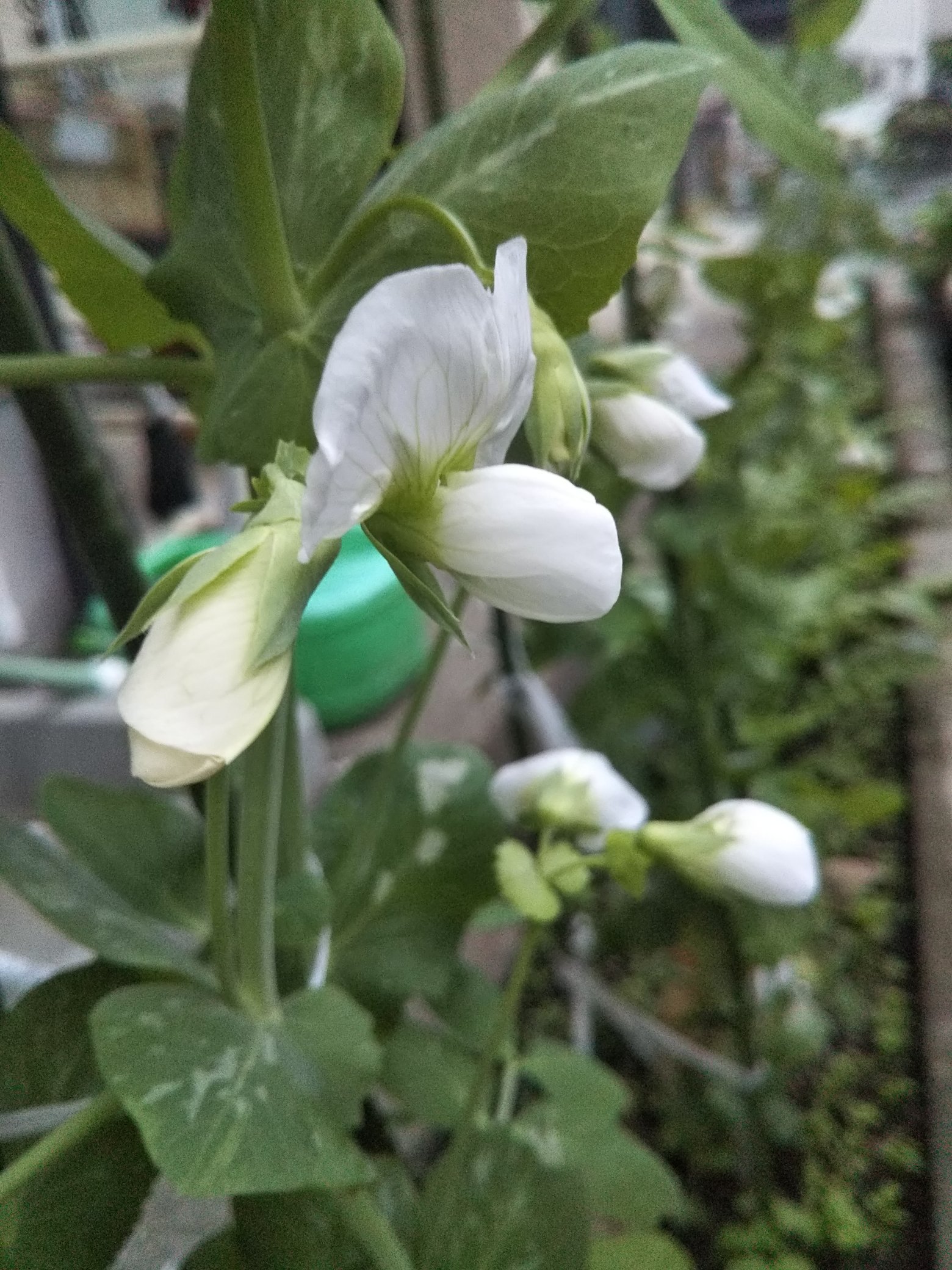 野菜づくり宮丸菜園 スナップエンドウ 花が咲いているのでそろそろ実ができそうです T Co Lyemi148eu Twitter