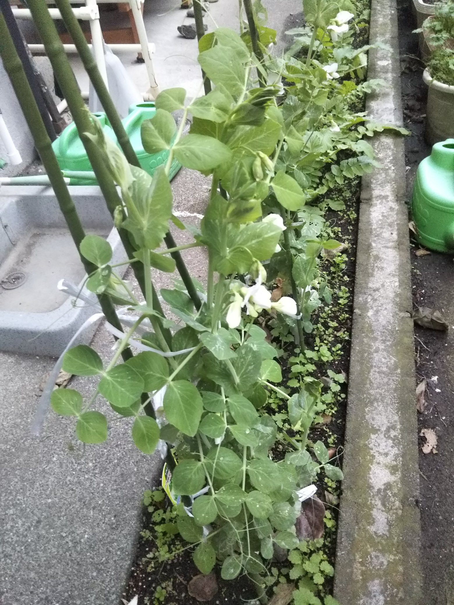 野菜づくり宮丸菜園 スナップエンドウ 花が咲いているのでそろそろ実ができそうです T Co Lyemi148eu Twitter
