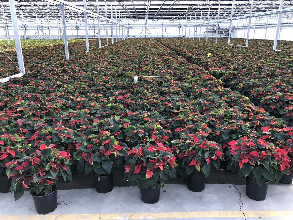 AlanF-Battlefieldfarms tweet media