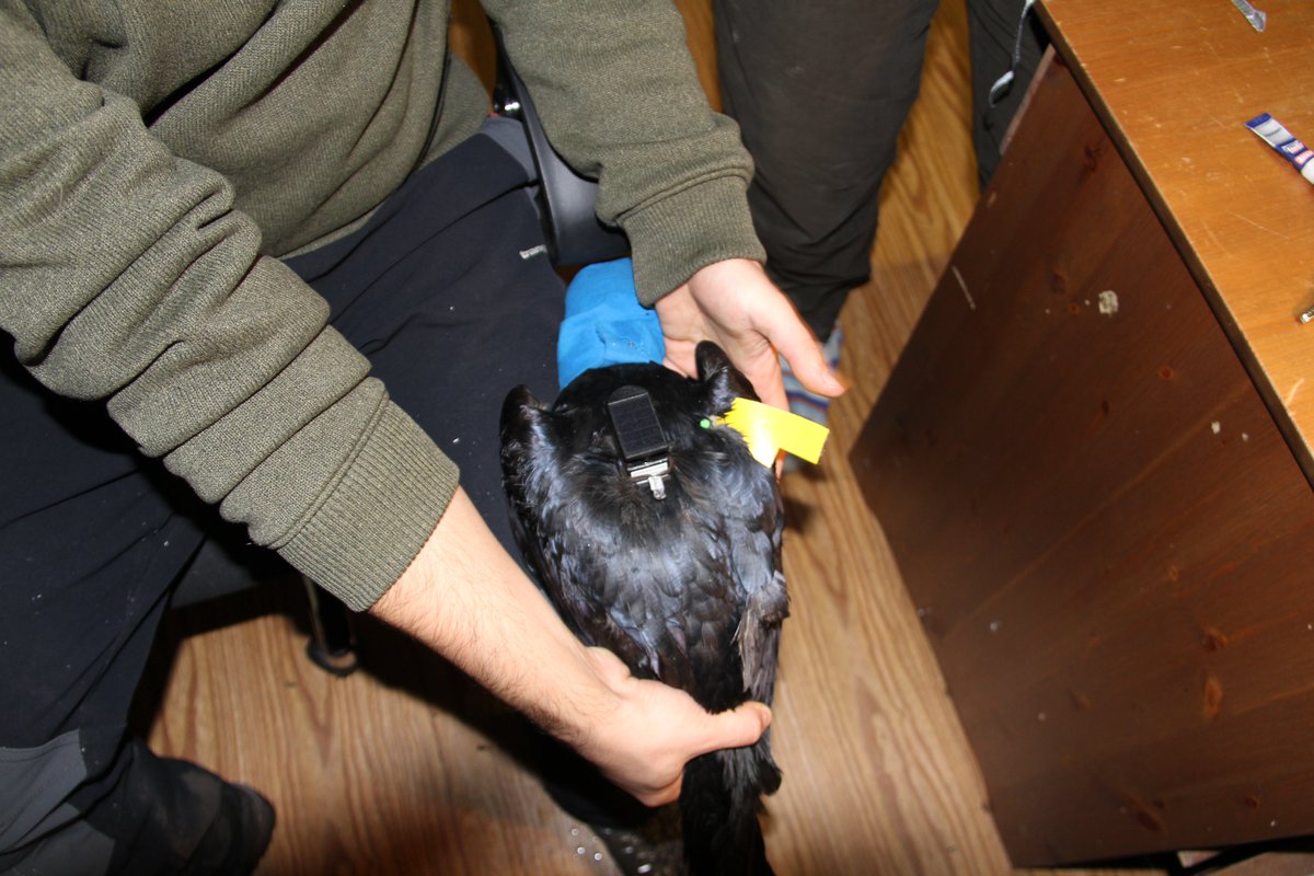 JainVaralika's tweet image. Another season trying to trap wild #ravens at the @KLF_UniVienna for #biologging research and our team is looking for a replacement #netlauncher / #cannonnet (not handheld) - any recommendations? Please dm me or @PeSumas :)