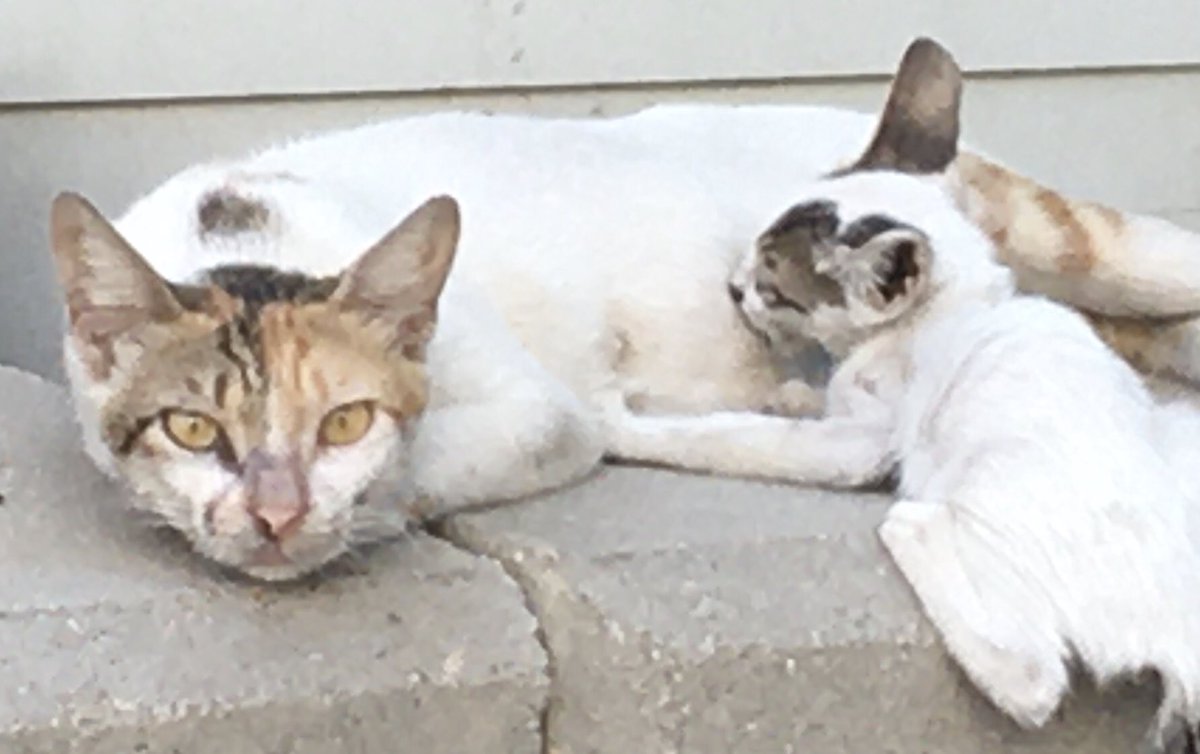 بكل طمأنينة تأخذ حقها من أمها ولا تبالي بأحد، أما الأم تراقب من يراقبها بنظرة حادة!!!