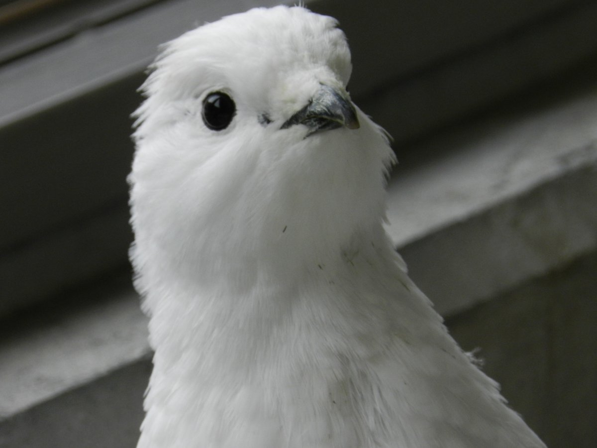 タグ スバールバルライチョウ の注目ツイート メガとんトラック