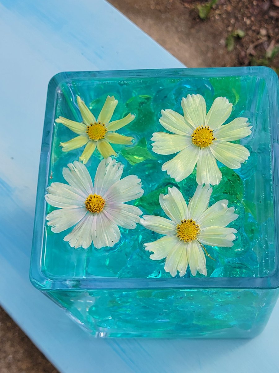 Romi25peko's tweet photo. SHINeeカラーの器にテミンカラーの秋桜。ピークは過ぎてたけどまだキレイな秋桜が沢山咲いてた。癒された。
#SHINeecolorcircle　#般若寺 https://t.co/eKvTD1ssxi