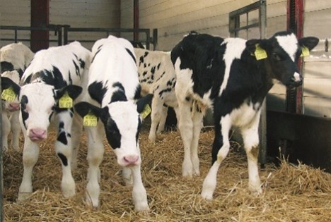 ElancoLivestock's tweet photo. What does social distancing look like in the cow shed? π π
The right stocking density for the age of stock, shed design and management system will help prevent the spread of youngstock diseases like #coccidiosis
#TeamBeef #TeamDairy #CalfHealth #CocciControl https://t.co/ADmPytaCXl