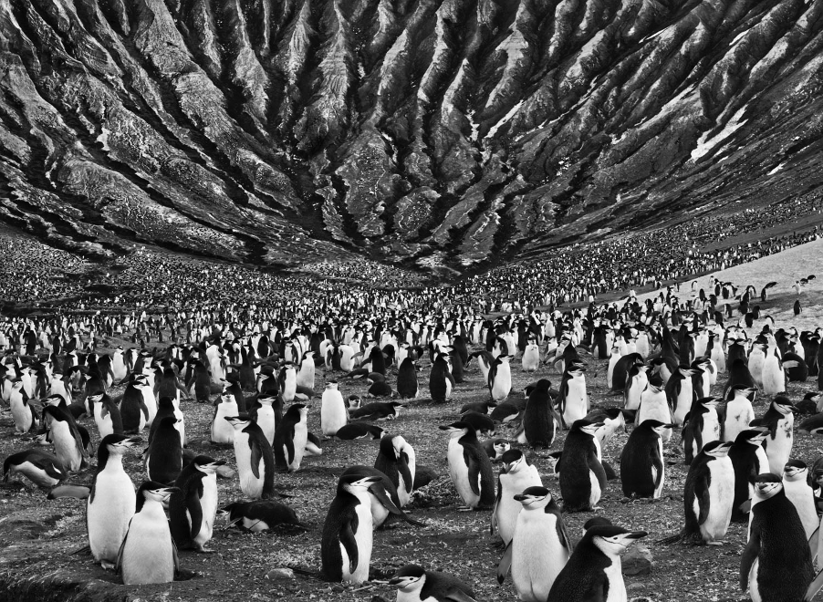Q25gallery's tweet photo. Sea photography from Sebastio Salgado and also Meaghan Ogilvie.

https://t.co/PhM3cOA6lk
#meaghanogilvie #SebastioSalgado #quintessential25 #underwaterphotography #oceanphotography #buyart #onlinegallery #buyphotography #photographer https://t.co/d7tjNUfIxz