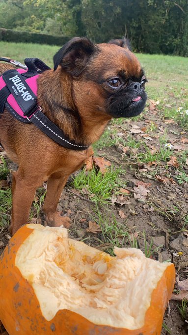 Lubbers the pumpkin 🎃 https://t.co/Uba3odApwE