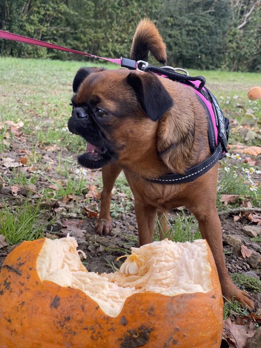 Lubbers the pumpkin 🎃 https://t.co/Uba3odApwE