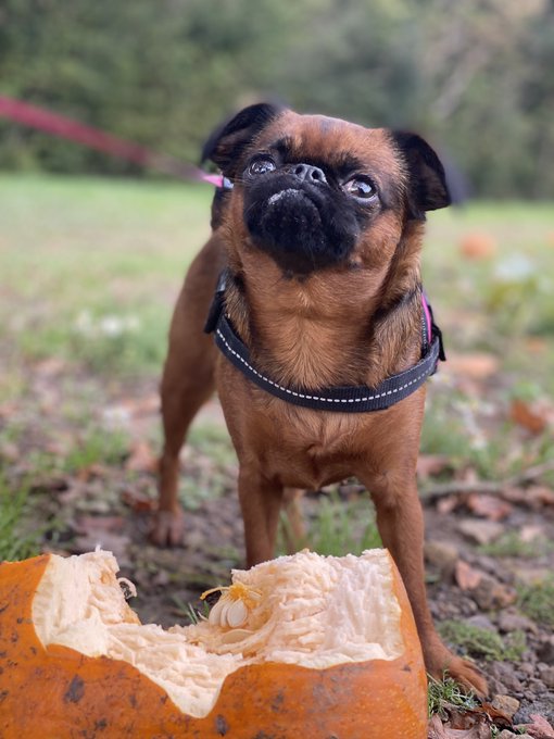 Lubbers the pumpkin 🎃 https://t.co/Uba3odApwE