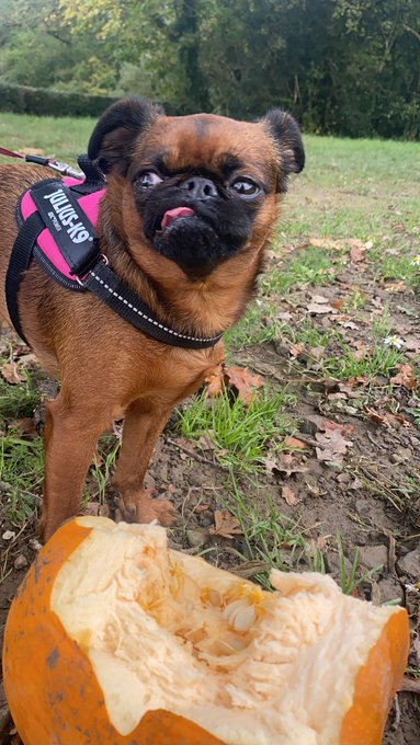 Lubbers the pumpkin 🎃 https://t.co/Uba3odApwE