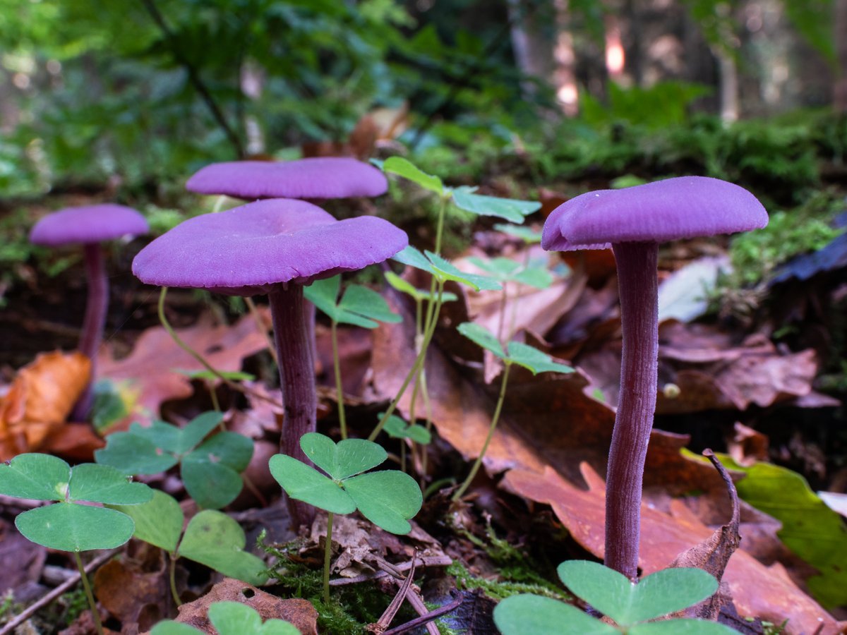 Richest reds to deepest violets - walk through the rainbow on a stroll in nature this autumn.