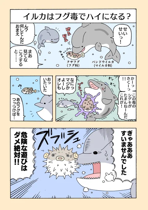 海の生き物のおもしろ生態の漫画『イルカの危険な遊び』#イルカはフグ毒でハイになる?毎週水曜更新(10話分くらい) 