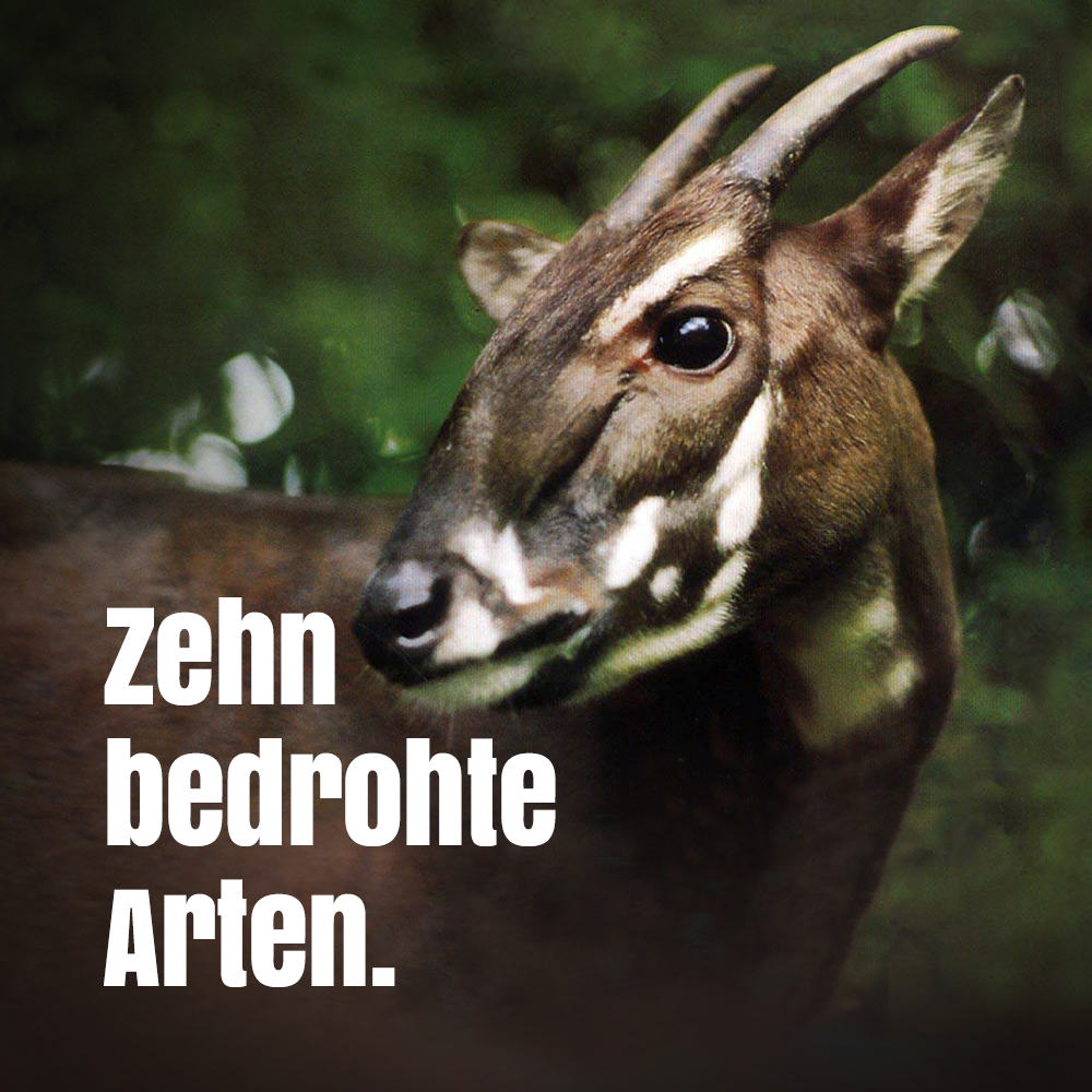 WWF_Deutschland's tweet photo. Das wunderbare Werk oben stammt übrigens von @etja16. Die Saloa heißt auch Vietnamesisches Waldrind und lebt in dichten Regenwäldern in Laos und Vietnam. Erstmals wissenschaftlich beschrieben wurde es erst 1993! https://t.co/eWbVv3Ucoz