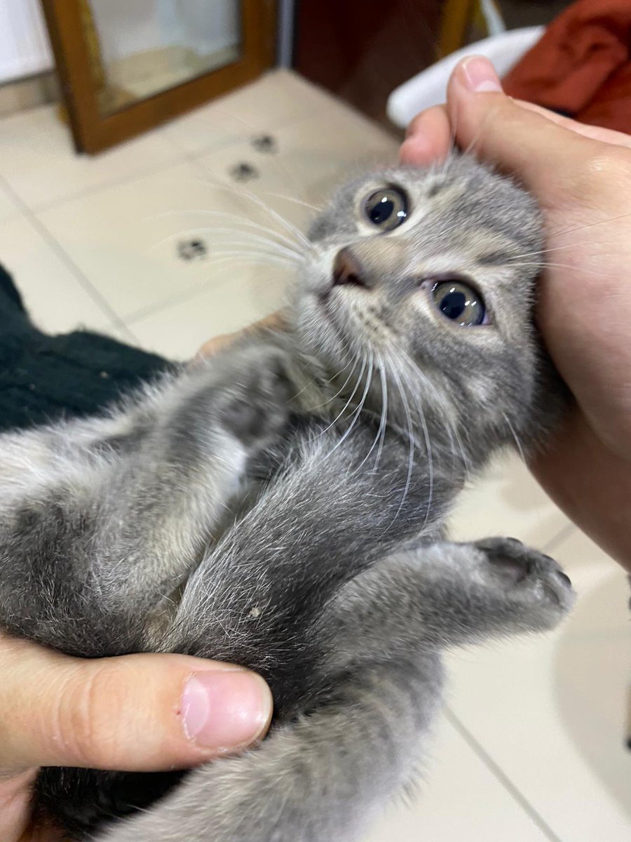 zeynpandthecats's tweet photo. Peri kızın pansiyon borcu 40x7=280 TL 
Pet nakil borcu ise 175 TL
455 TL BORCUM VAR ve bu kıza hala yuva çıkmadı.
Peri kızın sağlıkla günlerini geçirebileceği geçici yuvasına gitmesi ve onun gibi diğer çocuklara destek olabilmek için bize destek olur musunuz? https://t.co/piXDJgRCbX