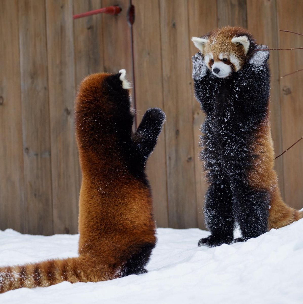 Youridefou's tweet photo. Lorsqu'ils se sentent menacés, les pandas roux se tiennent droit et sortent leurs griffes pour paraître plus intimidants. https://t.co/r3rhTJGe7E