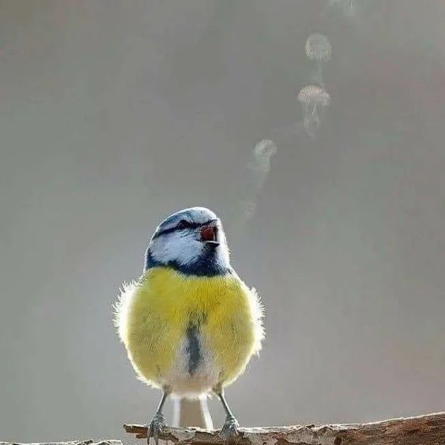 🎶 Cette mésange bleue dont le chant est rendu visible par le froid a été immortalisée par le photographe Mikhail Kalinin ! ❤️