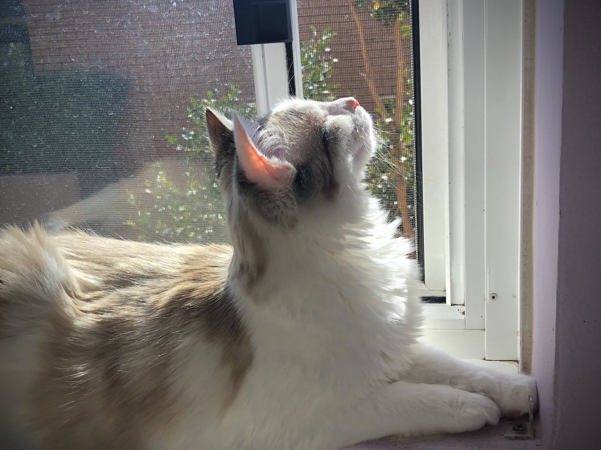 … you ‼️ you absolute helicopter’s . all day we are endure you’re incessant droning. this rumble adn tumble of unnecessary noise’s . disturb morning nap. disturb lunch. disturb play time. disturb afternoon nap. disturb afternoon tea. disturb evening nap. disturb dinner. adn now