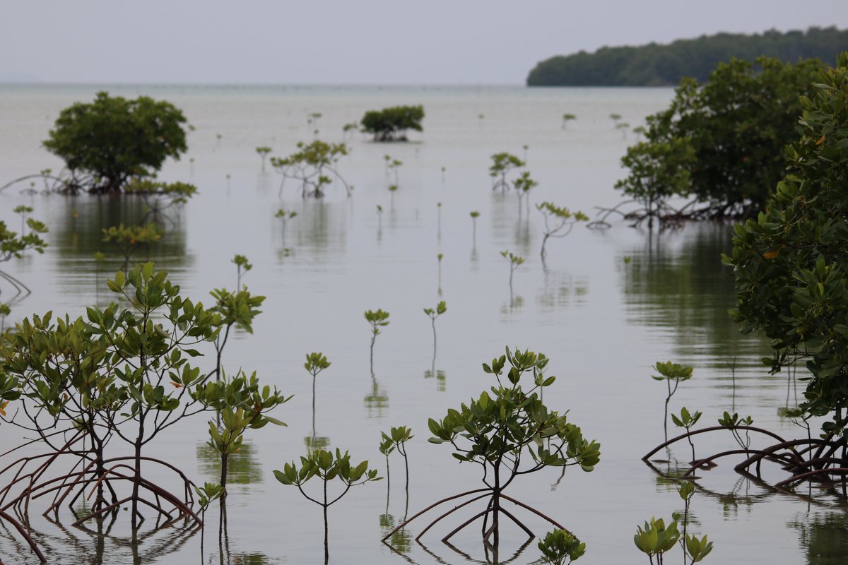 Mangrove forests sequester disproportionally large amounts of CO2 &amp; thus there is considerable interest in restoration to mitigate &amp; adapt to climate change. #Restoration can provide multiple ecosystem service benefits, such coastal protection &amp; supporting fisheries #CWTC21 1/5