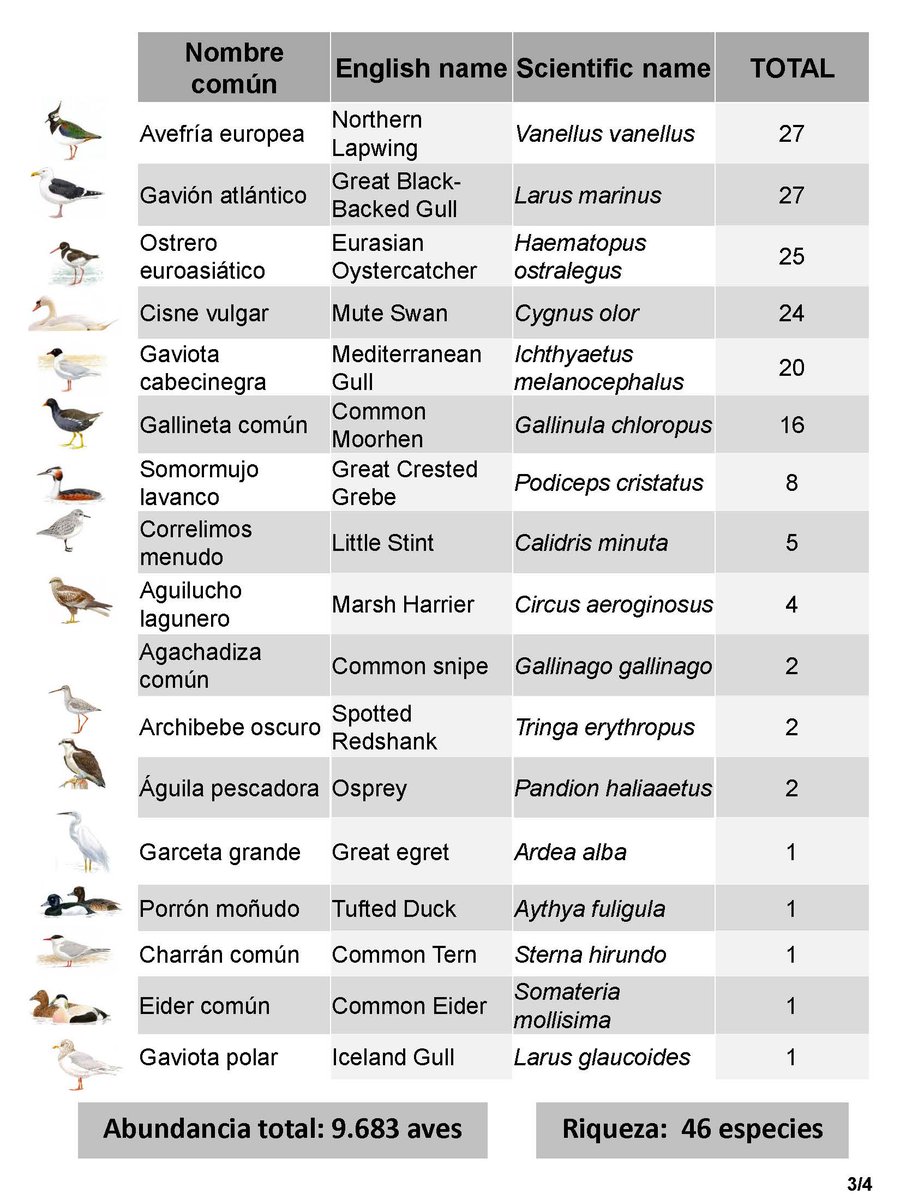 FelipeGlezSEO's tweet photo. El Parque Natural de las Marismas de Santoña, Victoria y Joyel es el humedal más importante del cantábrico. Eso no lo sabríamos sin el continuo censo de sus poblaciones de aves acuáticas que @SEO_BirdLife y @cantabriaes realizan conjuntamente desde 1997 #cienciayconservación https://t.co/H7A726YyQ3