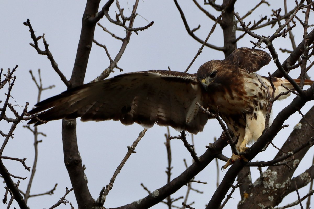 CatharineYogi's tweet photo. Steps to take off! Red Tailed Hawks are more visible now that the leaves are gone, love the slight twist of the body and wing positioning❤️ #Wednesday #hawks #birdsofprey #redtailedhawk #birds #birdwatching #birdphotography #NaturePhotography #naturelover #TwitterNatureCommunity https://t.co/2otjHohFCz