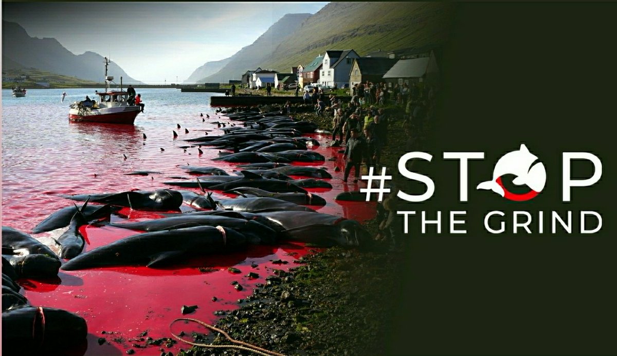 #fightforyourworld
#ONEWorld #oneplanet #StoptheGrind #sanctionfaroeislands @SeaShepherdPaul @SeaShepherdSSCS @faroe_tourism @faroe_islands @greenpeaceusa @Greenpeace @GreenpeaceUK @greenpeaceru @foe_us @foeeurope @SkyNewsBreak @NBCNews    
@WWF YOU ARE ACCOUNTABLE. MUST EXPLAIN.