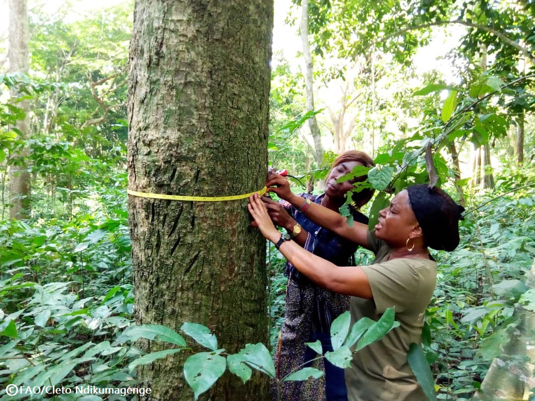 FAOKnowledge's tweet photo. 📢Are you familiar with national forest monitoring systems &amp; National Forest Inventories?

Join our webinar to learn more about the experiences from Guatemala &amp; Liberia!

📅 17 November
🕝 14:30-16:00 (Rome time)
📲 https://t.co/7umrZHr7GS

Share it with your network!
#Elearning https://t.co/mUEoxr4vzC