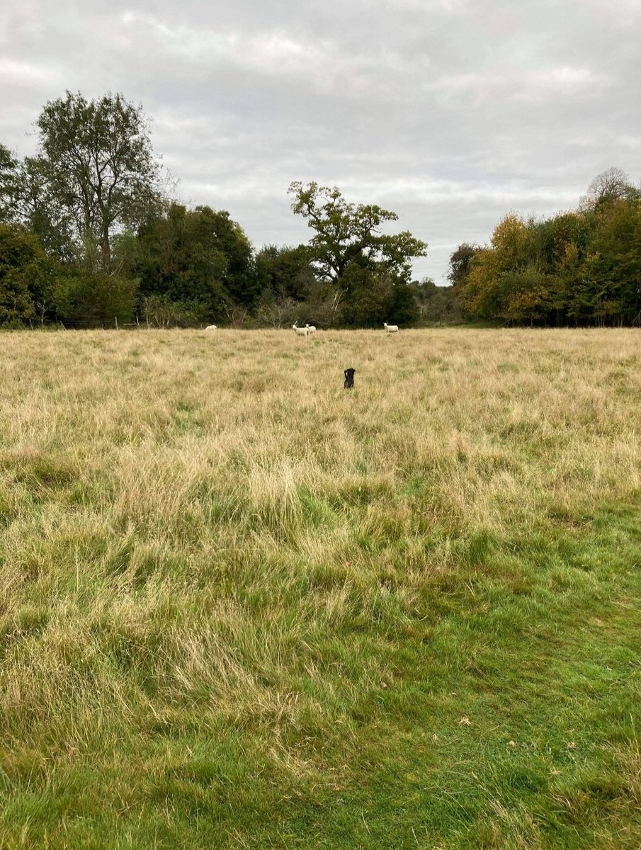 PrimaryButts's tweet photo. Mrs Page has also been out walking in the fields with her dog Pajos 🐕 #walktober #Walktowellbeing https://t.co/mRkKPANpD3