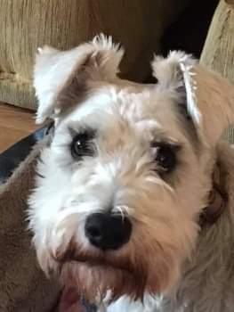 George #Missing presumed #Stolen grey/white adult male #Schnauzer Cross #Lost from family holiday at #SkerriesHolidayPark 126 Dunluce Road #Portrush #CoAntrim #NorthernIreland #BT56 area
doglost.co.uk/dog-blog.php?d…