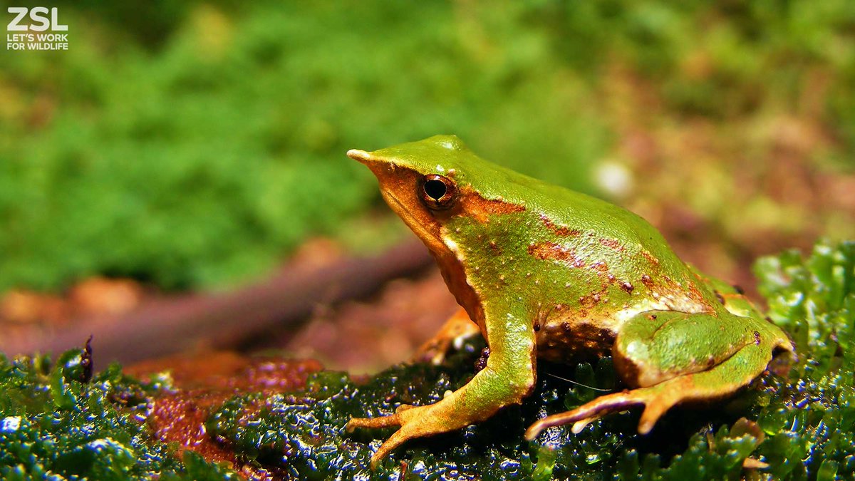 Meet the Southern Darwin frog, which is giving us hope. 🐸

In a new blog, our Deputy Director of @ZSLScience describes just how this species could hold vital clues to understanding 'the worst infectious disease ever recorded in vertebrates': ow.ly/sQj350Gyf20

#ZSLPapers