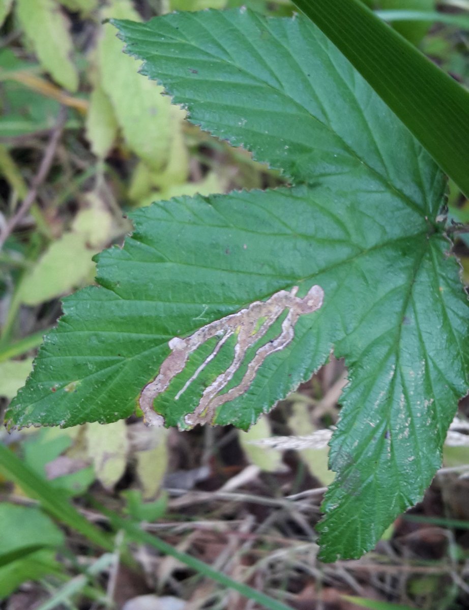 Dawlish Warren (@warrenbirding) on Twitter photo A late Grey Bush-cricket yesterday along with the mine of Agromyza filipendulae on Meadowsweet, the latter the 2000th species recorded <a href="/Dawlish_Warren/">Dawlish Warren</a> this year. A late Grey Bush-cricket yesterday along with the mine of Agromyza filipendulae on Meadowsweet, the latter the 2000th species recorded <a href="/Dawlish_Warren/">Dawlish Warren</a> this year.