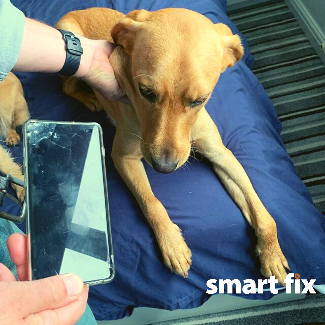 When you tell us your dog did it.... We'll believe you! Screens, Back Glass or Housings we can repair them all! #iPhonescreen #backglassreplacement  #newphone  #droptest #iphonescreenrepair #techgift #survivingwithoutaphone #iphonescreencracked #portablecharger #iphonescreens