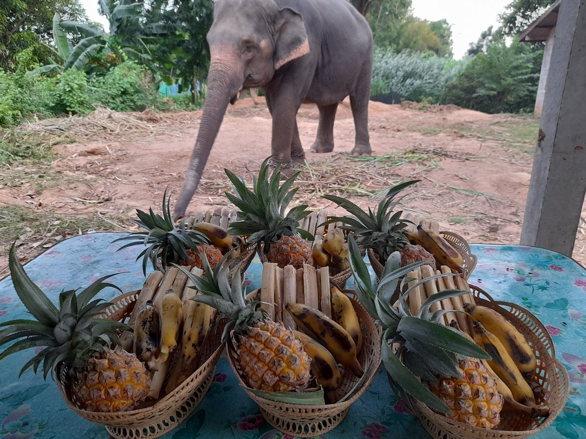 Prakaikaewww's tweet photo. 🍉🍈ครอบครัวช้างประกายเเก้วกับเเม่ใบเฟิร์นขอขอบคุณแฟนคลับคิมอูซอกมากๆเลยนะคะ🙏🙏..ที่เมตตาป้อนผลไม้ให้น้องได้อิ่มท้อง🥰ขอให้แฟนคลับและคิมอูซอกเฮงๆปังๆตลอดไปนะคะ💞💓💗💞  #26thAutumnWithKWS @KWS_official_ #KIMWOOSEOK #김우석 #คิมอูซอก 🧡💛❤💚 https://t.co/yfyQxODnoD