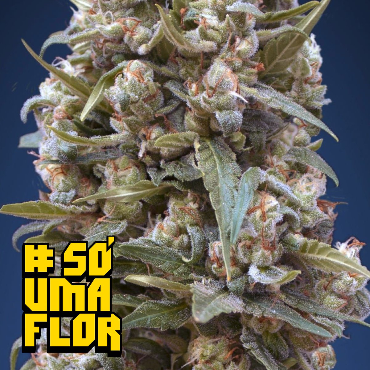 #sóumaflor