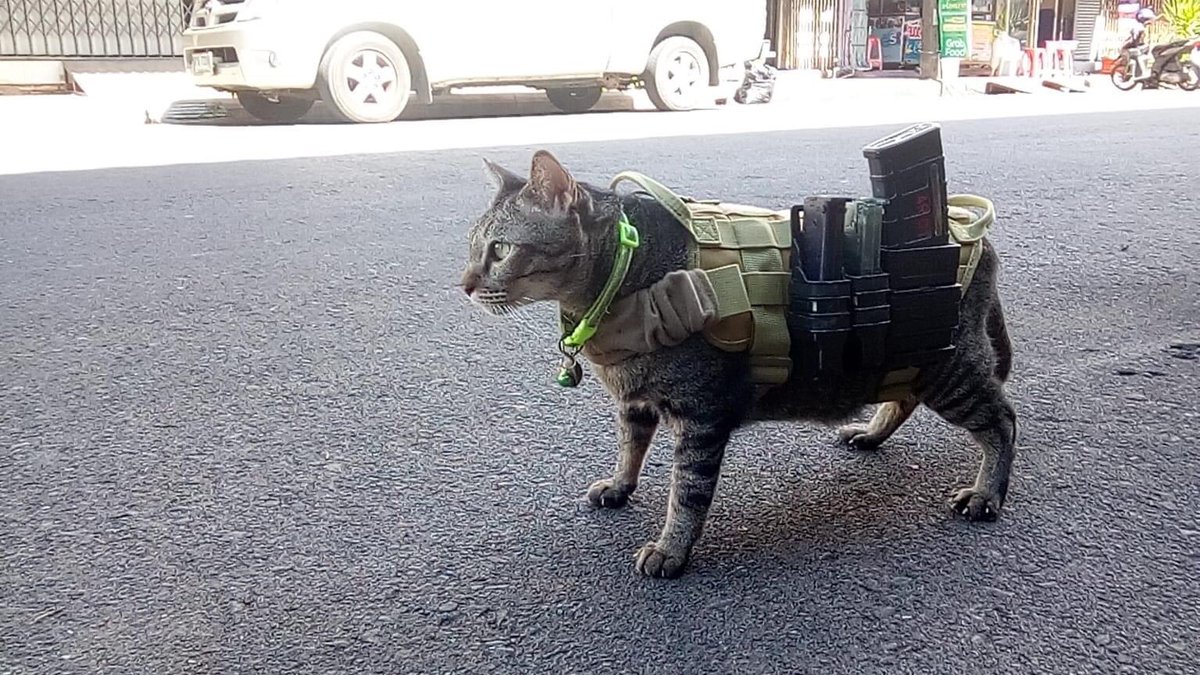 Kumuman_pr's tweet photo. Cats and Guns community https://t.co/f7j0vig0nq
