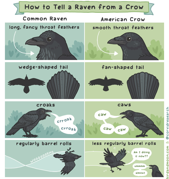corvidresearch's tweet photo. Ready for the #CrowOrNoReveal? 

Today's bird is an American crow. If you look at the throat, you can see that the feathers are smooth and not textured. Check this comic from @RosemaryMosco for what I mean. 

TY for playing. It's sincerely a treat to get to play this with you. https://t.co/c0guEwXkes