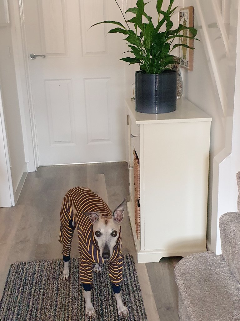 evolvinghound1's tweet photo. Could my girl Florence look any cuter in her new gorgeous @TrendyWhippet pj's 💗💗💗 #stripeygirl #gorgeous girl #adoredhound #pyjamas https://t.co/srwdAA2TJf