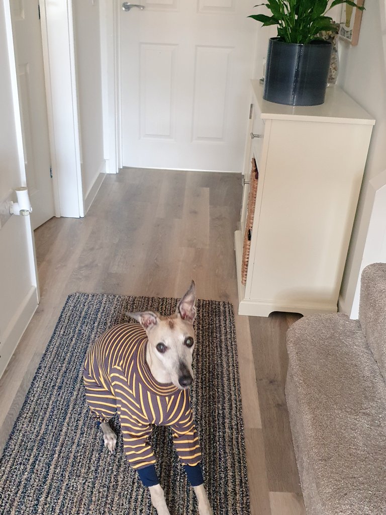evolvinghound1's tweet photo. Could my girl Florence look any cuter in her new gorgeous @TrendyWhippet pj's 💗💗💗 #stripeygirl #gorgeous girl #adoredhound #pyjamas https://t.co/srwdAA2TJf