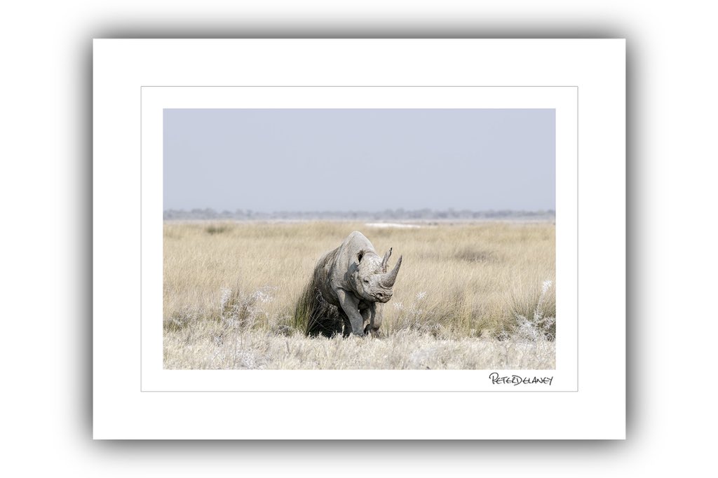 Black Rhino 

Sometimes as a wildlife photographer it can be very frustrating trying to locate animals. I can drive for hours and hours and nothing. Other times as with this stunning print of a black Rhino it was all go ..