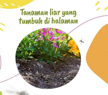 ForceMagic Indonesia tweet media