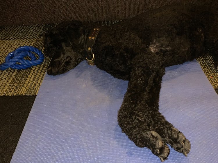 DrMeghanNorris's tweet photo. October is always busier than I expect. Fell off of my movement habits. Returned today with feel-good yoga. Dog and I both highly recommend. (30 min morning flow with @Denis__Morton 5/16/21) #ProcessNotPerfection #Movement #ShakeTheSilliesOut https://t.co/G8FIZGkbaq