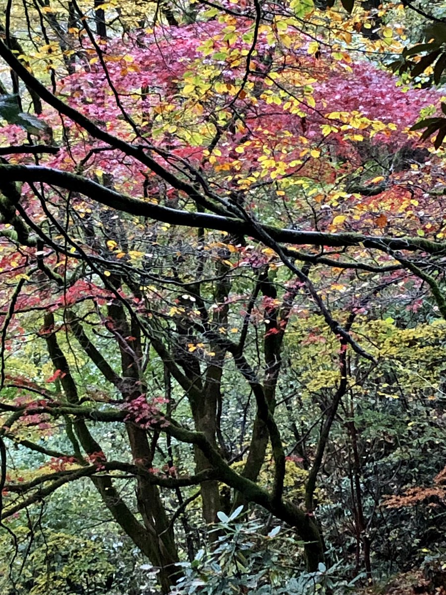Brian Christian (@bc_riverside) on Twitter photo The #autumncolours along the <a href="/IngleborouTrail/">Ingleborough Estate Nature Trail</a> lighting up a wet & stormy day here in the #YorkshireDales 🍁 The #autumncolours along the <a href="/IngleborouTrail/">Ingleborough Estate Nature Trail</a> lighting up a wet & stormy day here in the #YorkshireDales 🍁