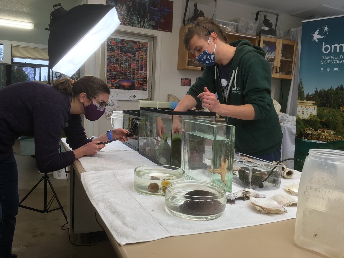 BamfieldMSC's tweet image. If you&apos;re a teacher looking for a virtual marine science experience for your students, we&apos;ve got you covered! 

On Nov 2, 11:00 am, #BMSCLive program is offering a virtual Marine Invertebrate Diversity Lab at a discounted rate of $100. 

Details here: ow.ly/irke50GyRuv