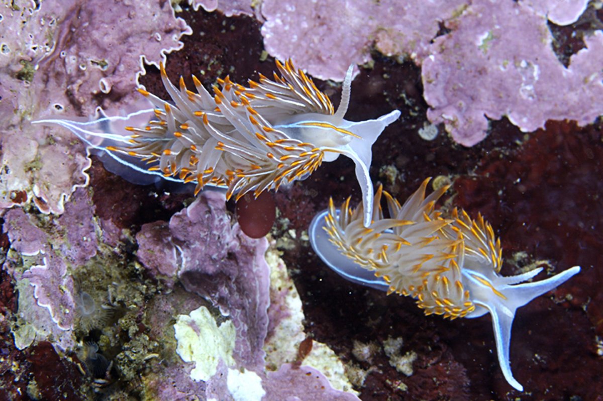 BamfieldMSC's tweet image. If you&apos;re a teacher looking for a virtual marine science experience for your students, we&apos;ve got you covered! 

On Nov 2, 11:00 am, #BMSCLive program is offering a virtual Marine Invertebrate Diversity Lab at a discounted rate of $100. 

Details here: ow.ly/irke50GyRuv