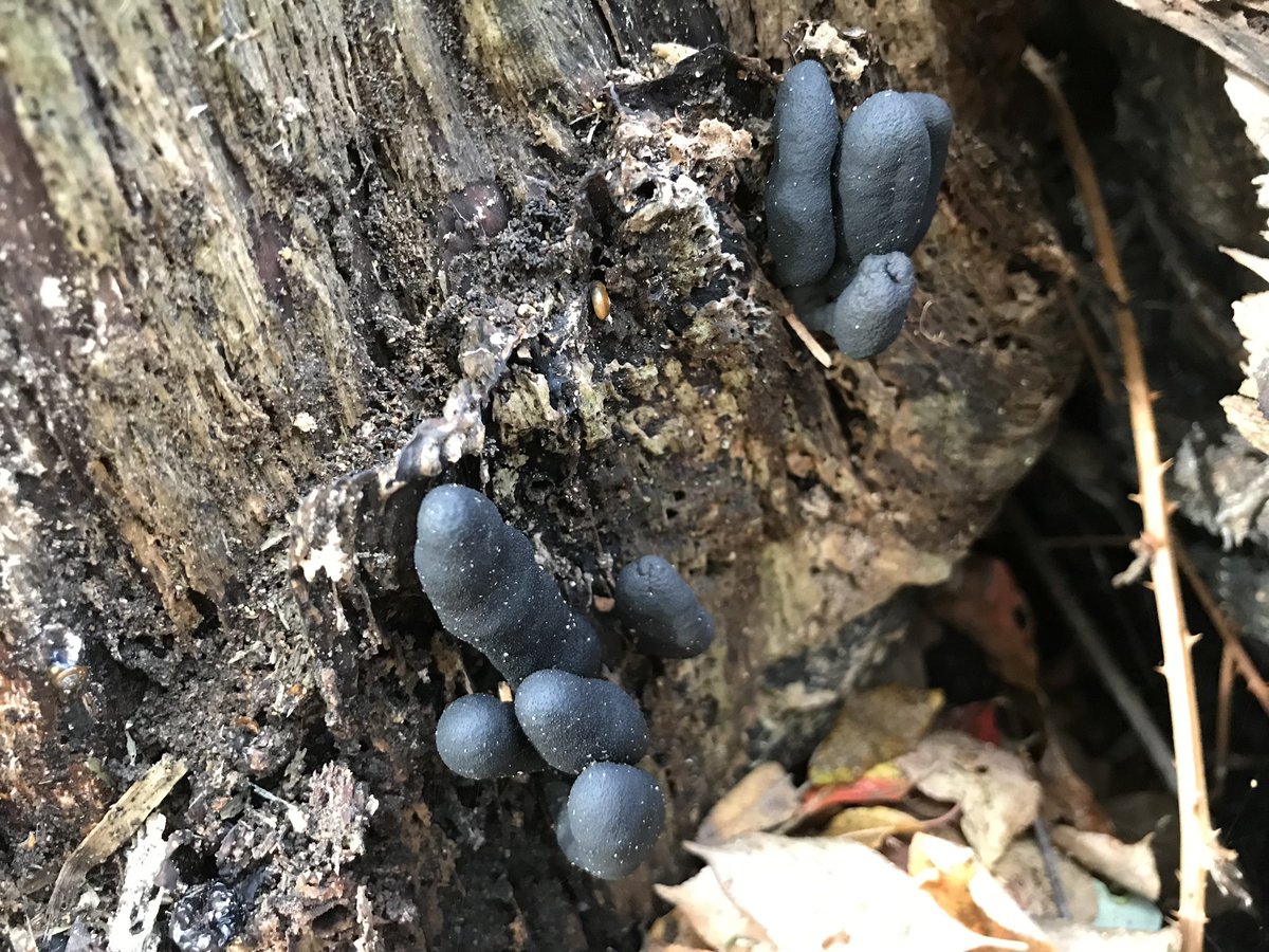 Arie Cees de Jong tweet media