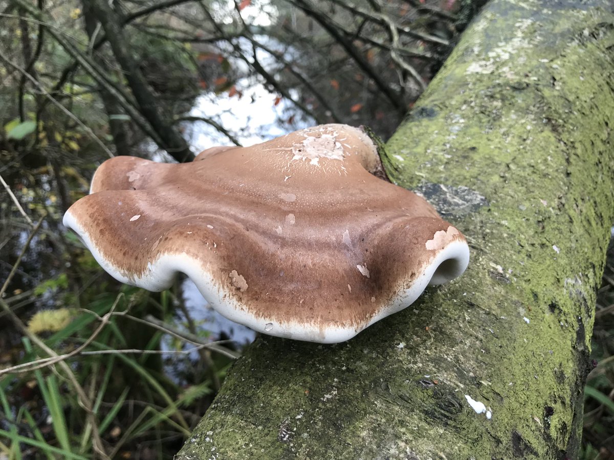 Arie Cees de Jong tweet media