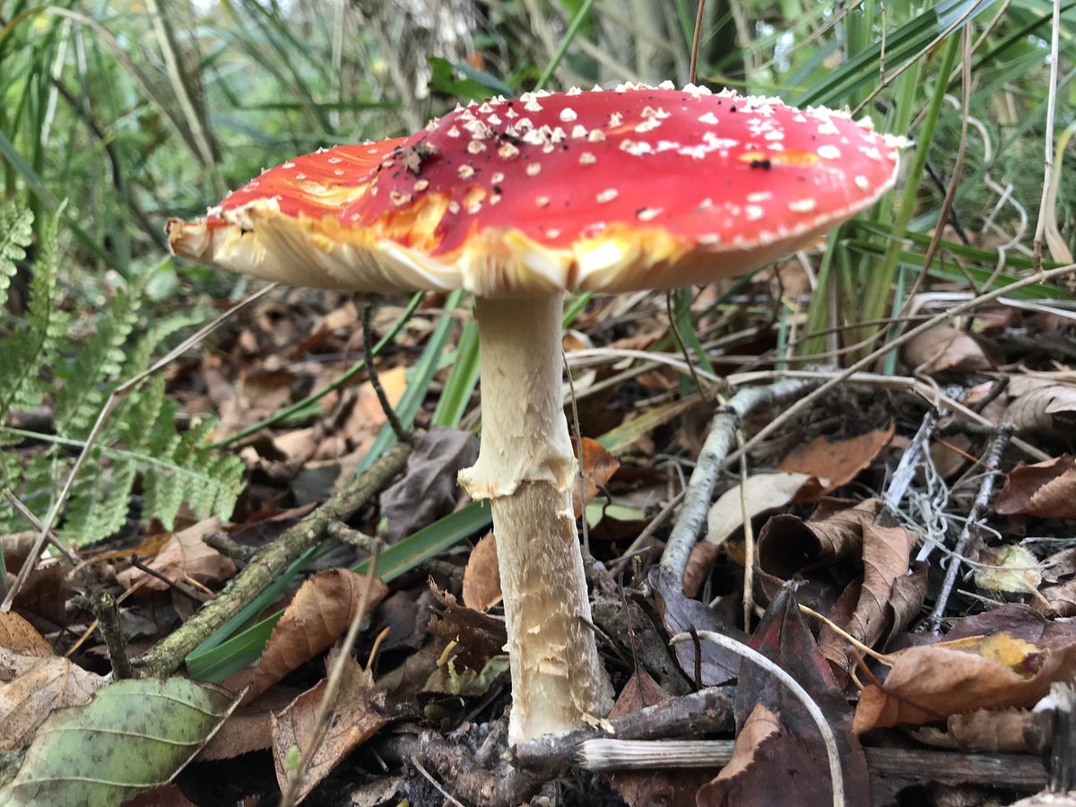 Arie Cees de Jong tweet media